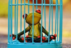 Frog in Jail